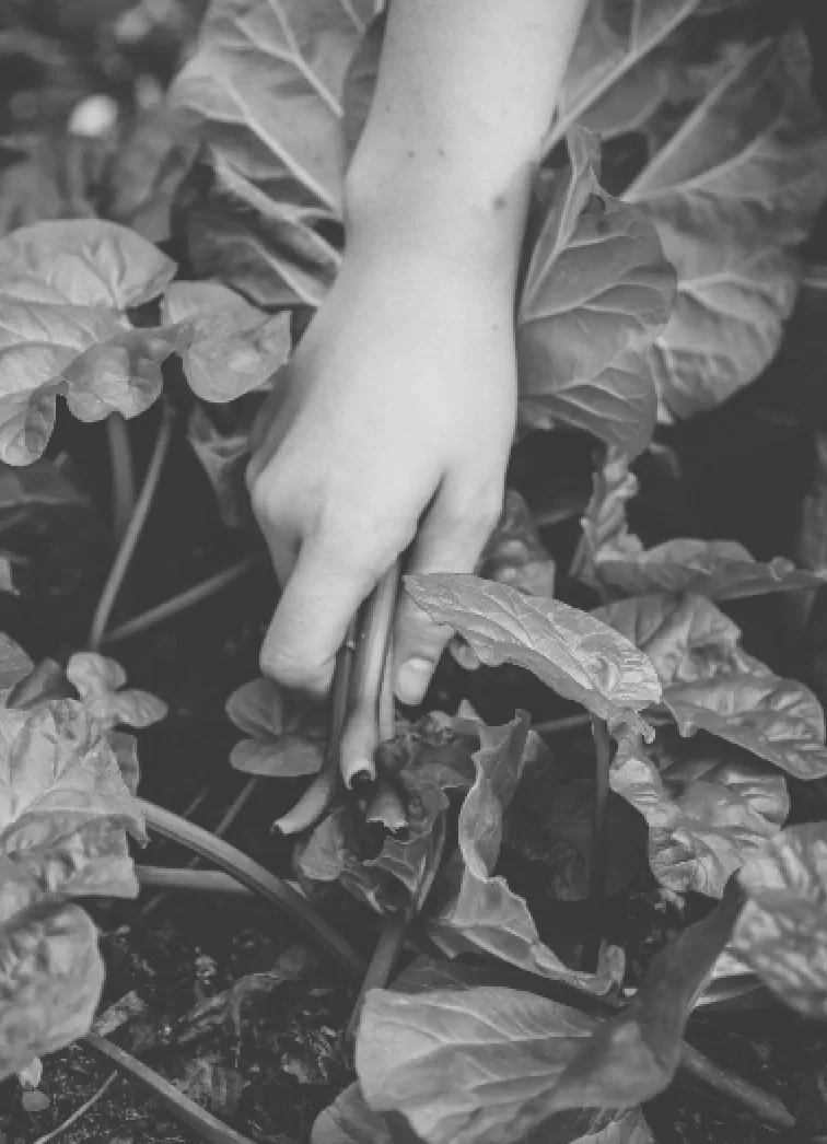 Une photo en noir et blanc d'une personne en train de cueillir des plantes.